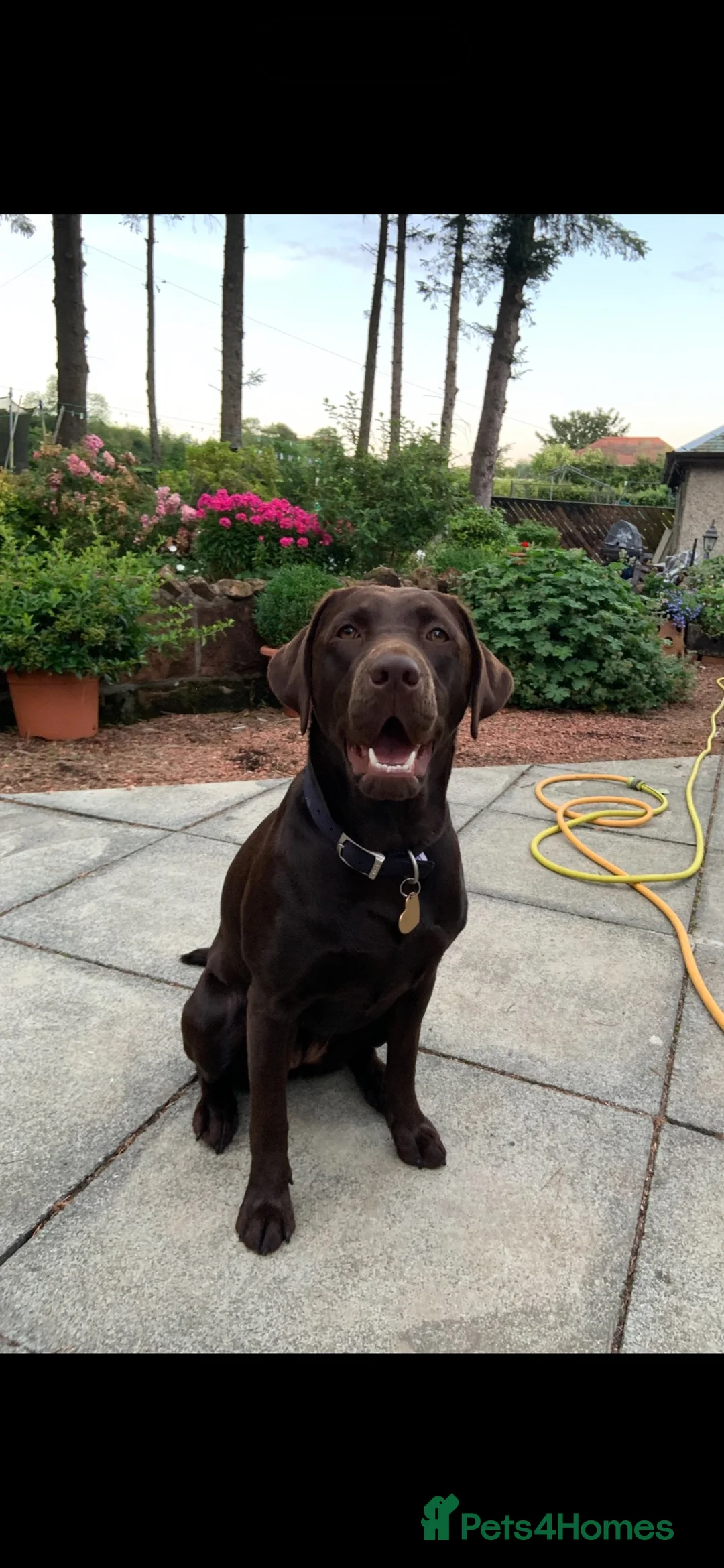 Labrador Retriever dogs for sale: 🐾 KC REGISTERED LABRADOR PUPPIES FOR SALE 🐾 - Advert 11