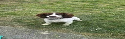 Sprocker dogs for stud: Marley for stud NOT FOR SALE  in Pontypridd - Advert 3