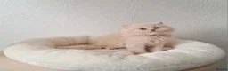 British Shorthair cats for sale: British Shorthair Males & Females in Leicester - Advert 17