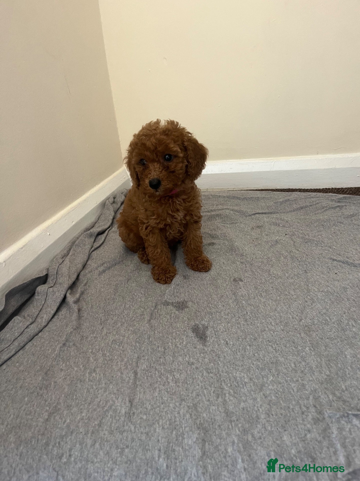 Miniature Poodle dogs Miniature poodle puppies  - Advert 2