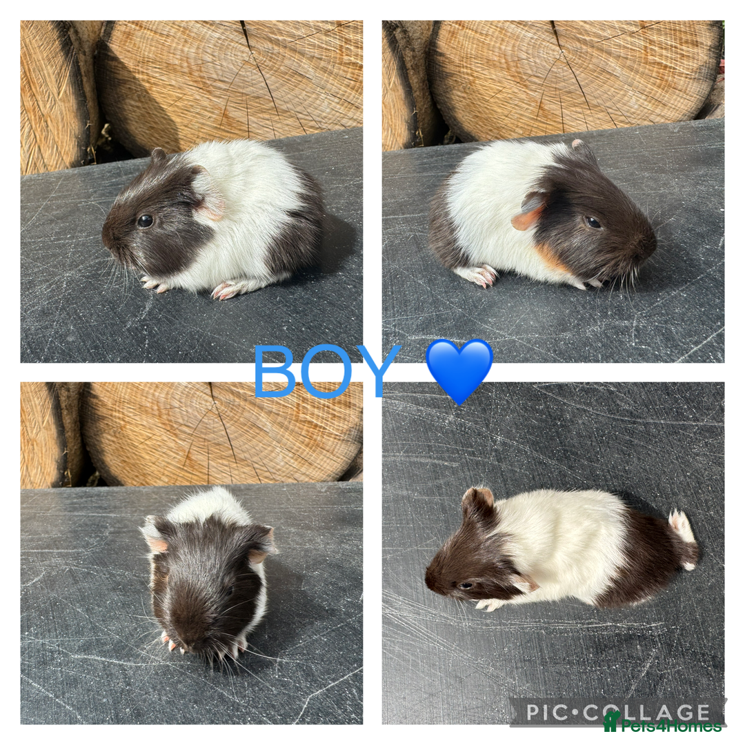 Guinea Pig rodents for sale: Purebred Teddy,Funky+smooth piggy’s (Boys+Girls) - Image 7