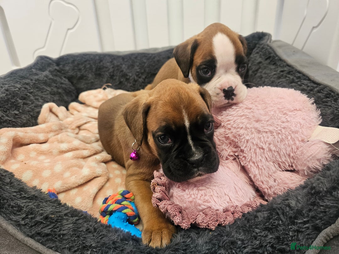 Boxer dogs for sale: Beautiful KC Registered Boxer Puppies - Advert 18
