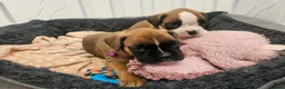 Boxer dogs for sale: Beautiful KC Registered Boxer Puppies - Advert 18
