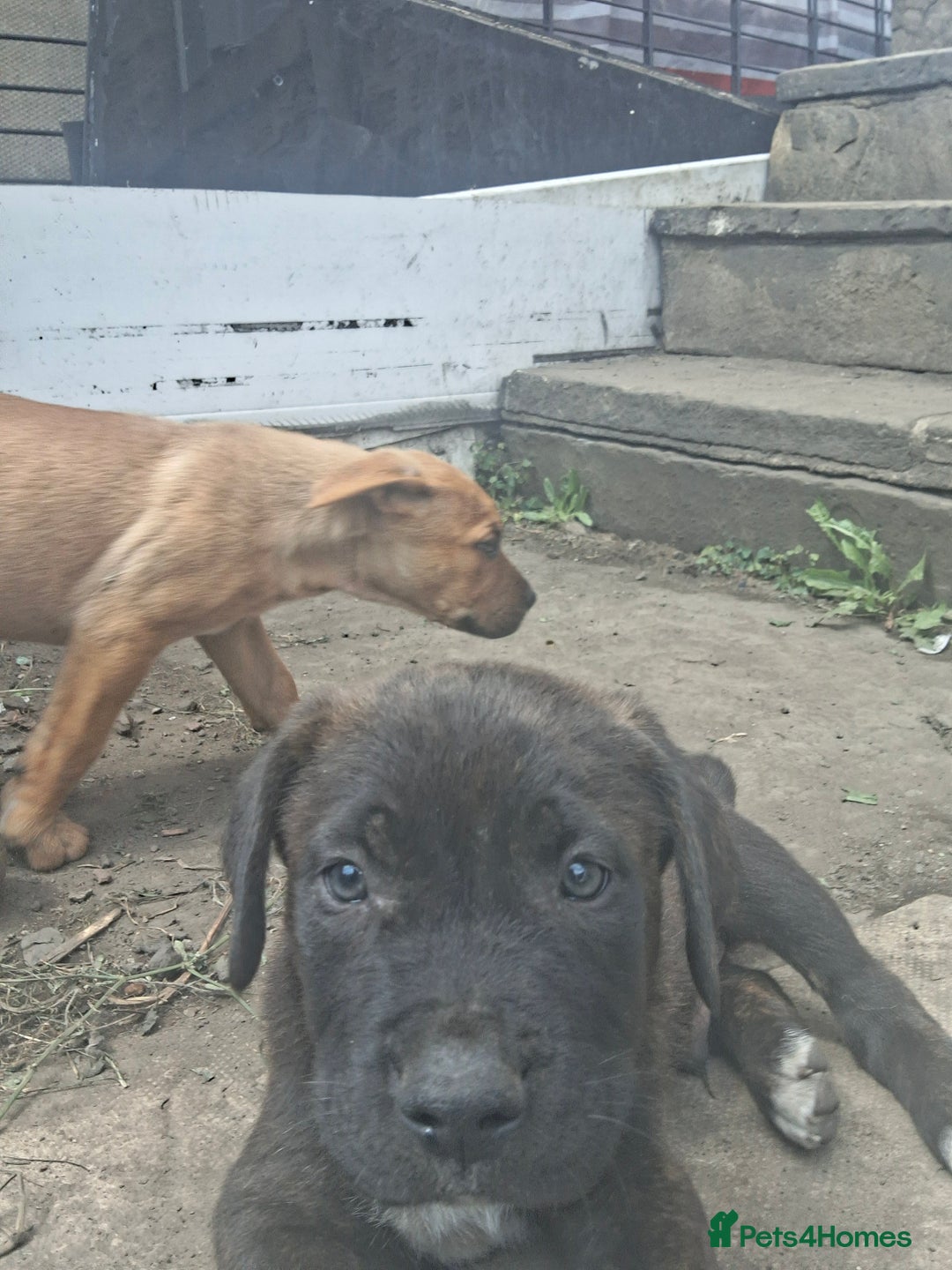 Mixed Breed dogs for sale: Cane Corso x Bulldog Puppies for Sale - Image 3