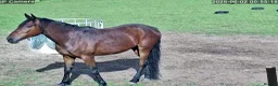 American Standardbred horses for sale: Lovely gelding for sale in Egremont - Advert 4