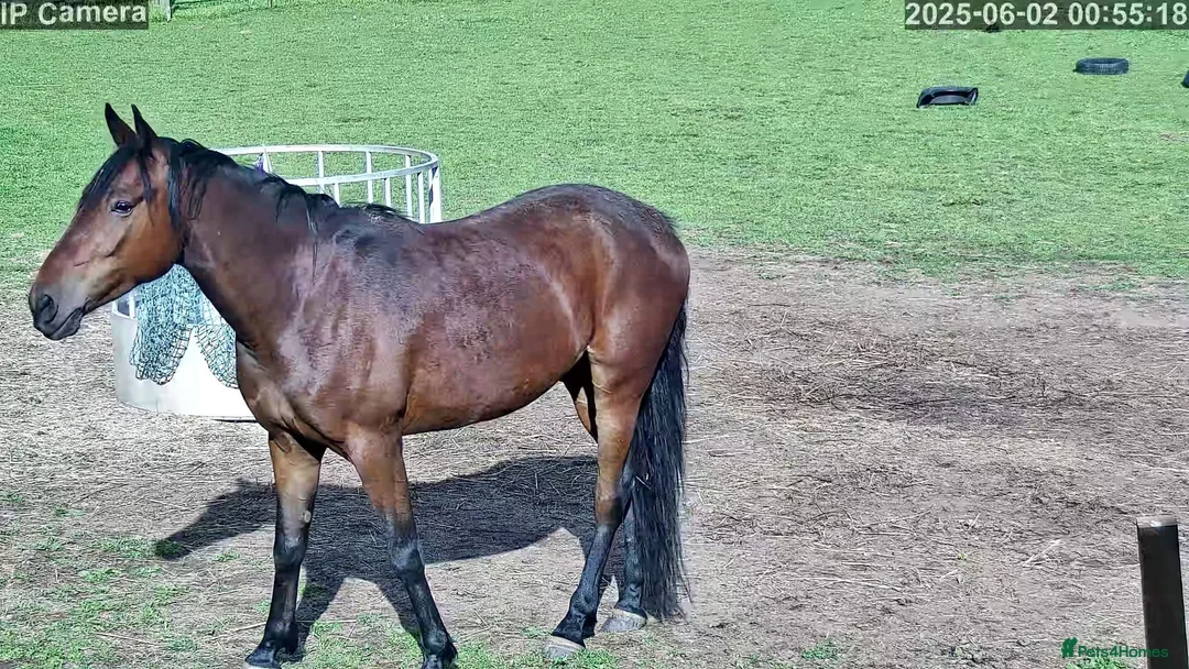 American Standardbred horses for sale: Lovely gelding for sale in Egremont - Advert 4