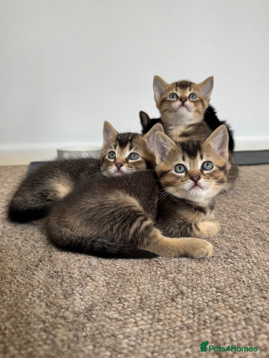 British Shorthair cats for sale: Half British Shorthair kittens - Advert 2