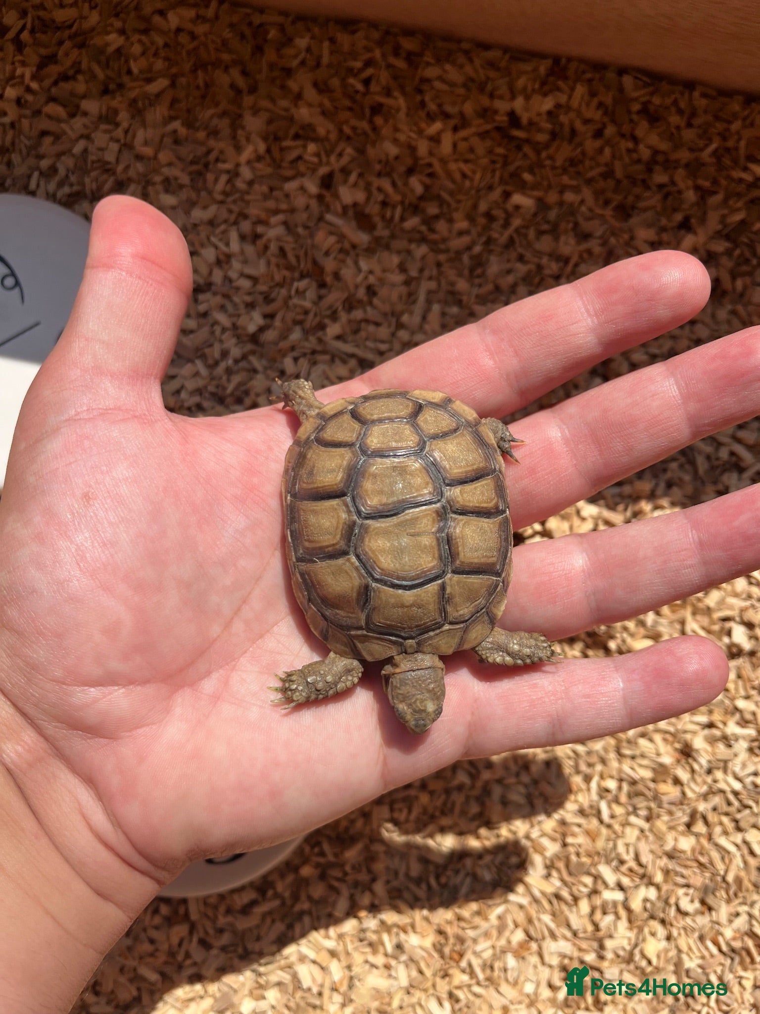 Tortoise reptiles 9 months old baby Greeks 4 available  - Advert 7