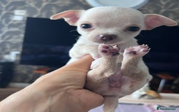 Chihuahua dogs for sale: Adorable apple head short coat chihuahua puppies.  - Image 17