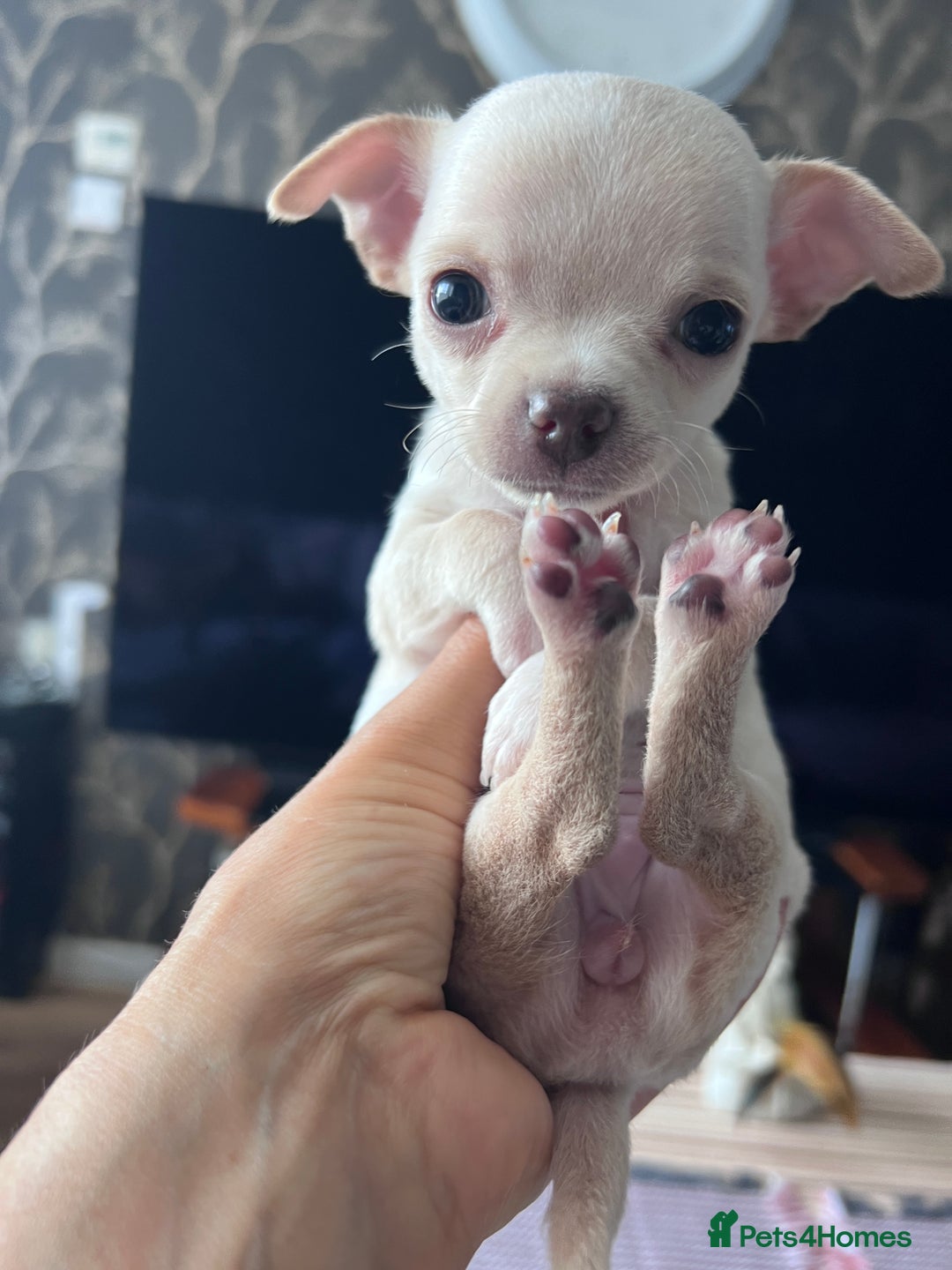 Chihuahua dogs for sale: Adorable apple head short coat chihuahua puppies.  - Image 17