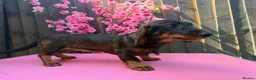 Dachshund dogs for sale: 2 tekles for sale brother and sister £1100 ONO - Advert 10