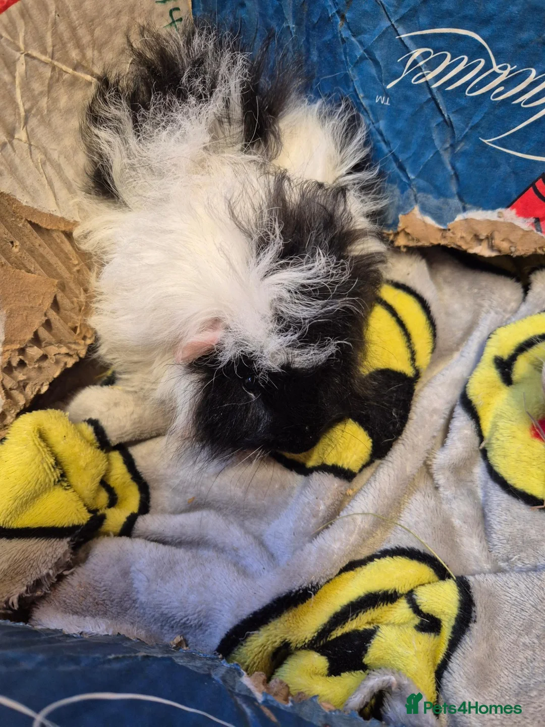 Guinea Pig rodents for sale: Pair of Baby Male Guinea Pigs For Sale  - Advert 1