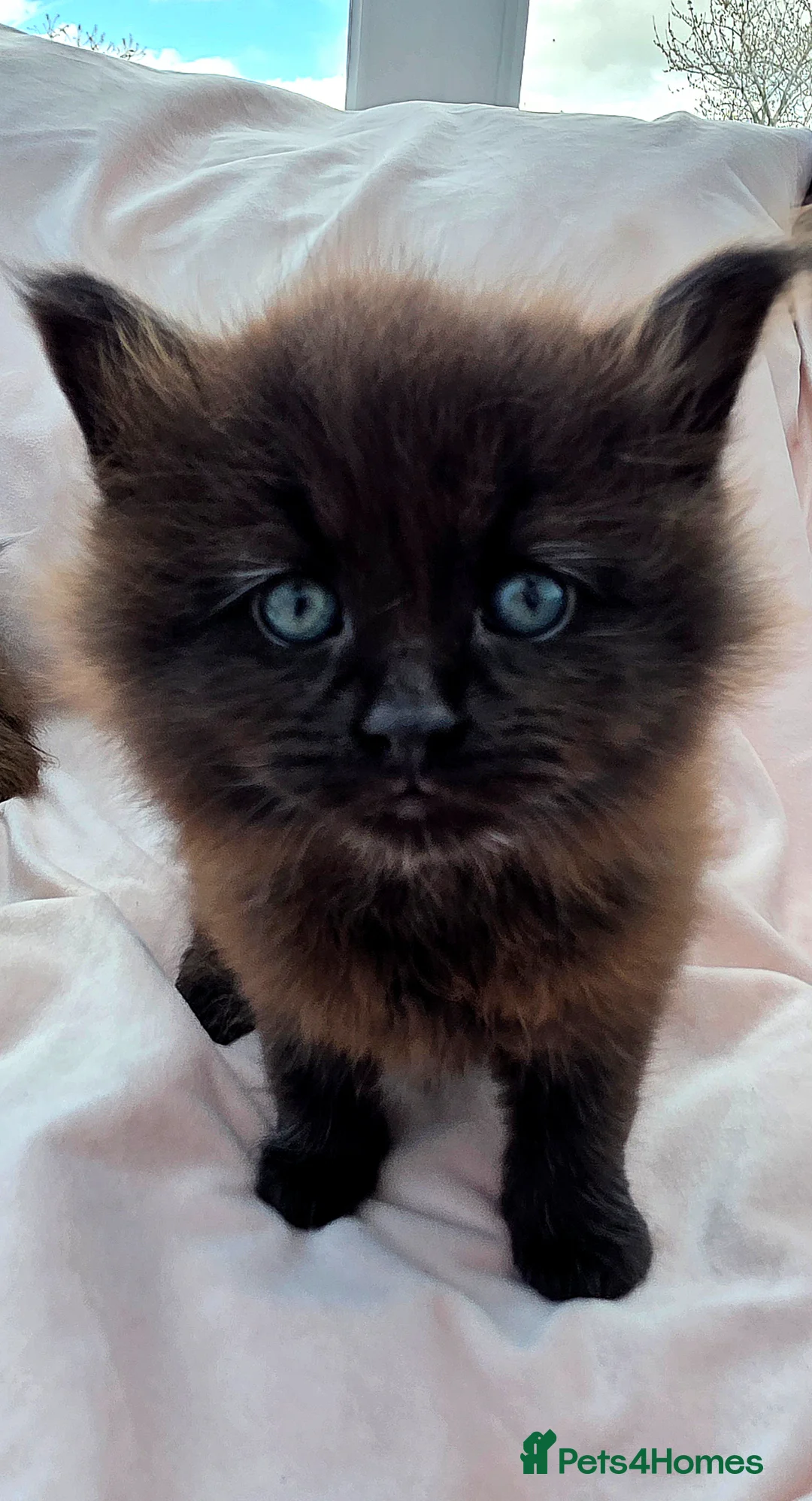 Mixed Breed cats for sale: Female Maine Coon X Kittens for Sale  - Advert 1