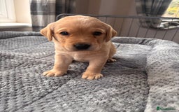 Labrador Retriever dogs for sale: Labrador Puppies Yellow & Red Fox  - Advert 10