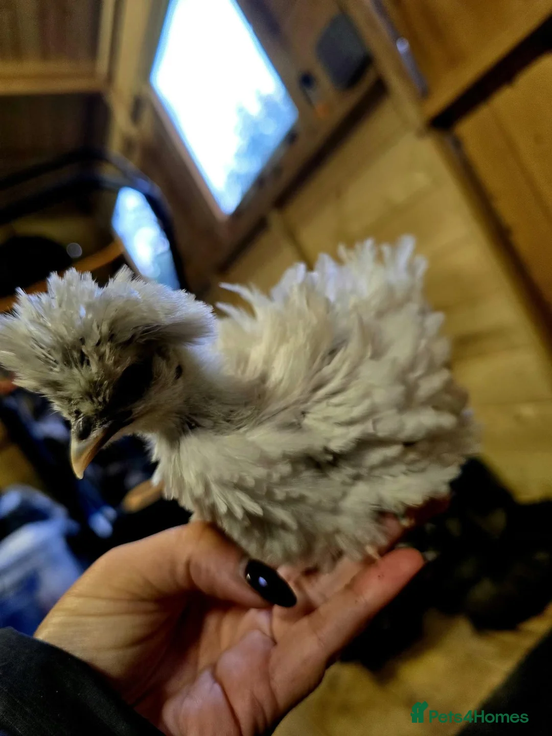 Chickens poultry for sale: Silkie/polish including frizzles  - Advert 1