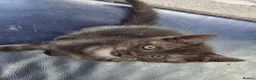 Maine Coon cats for sale: Maine coon x British shorthair  - Advert 4
