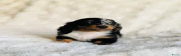 Miniature Dachshund dogs for sale: Long haired dachshund puppies  - Advert 3