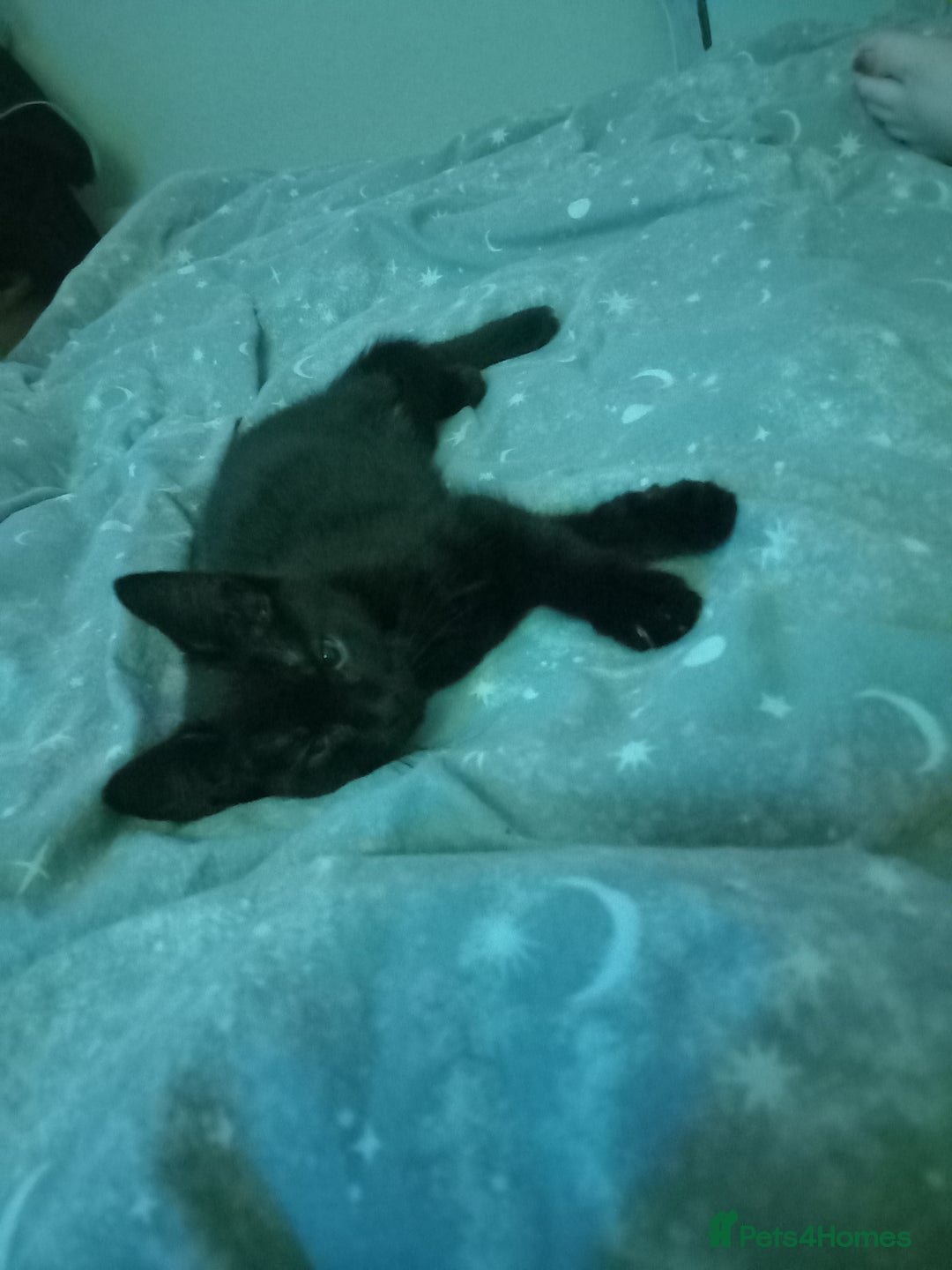 Mixed Breed cats for sale: 13 week old kitten - Image 5