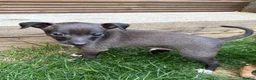 Italian Greyhound dogs for sale: Italian greyhound puppies  - Advert 5