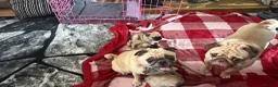 Pug dogs for sale: Stunning pug Puppies  - Advert 5