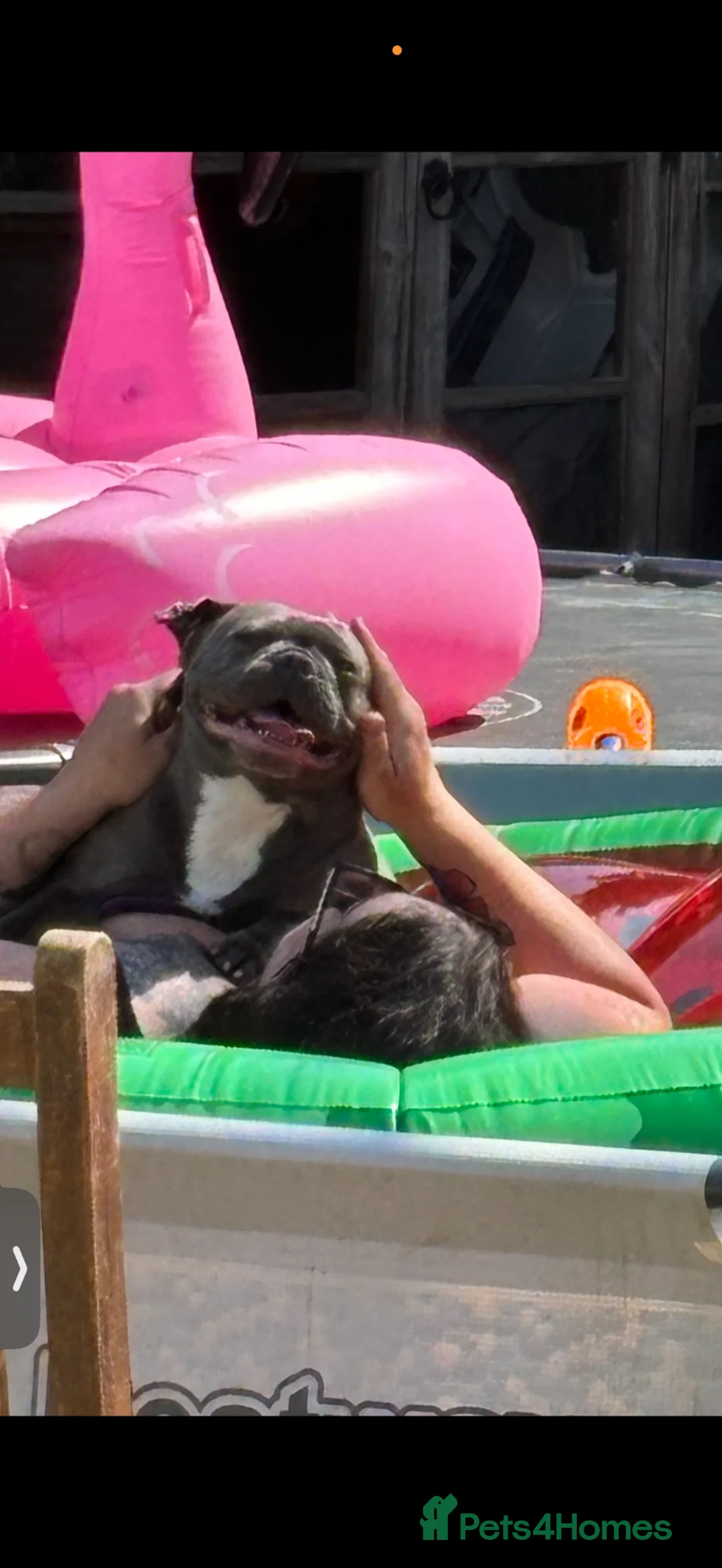 French Bulldog dogs for sale: 4 years old blue French bulldog girl kcregistered  in Northallerton - Advert 2