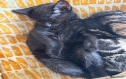 British Shorthair cats for sale: Brothers looking for their forever homes - Image 3