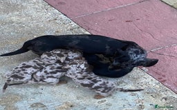 Miniature Dachshund dogs for sale: Miniature Dachshund 🌟4 BOYS🌟 - Image 1