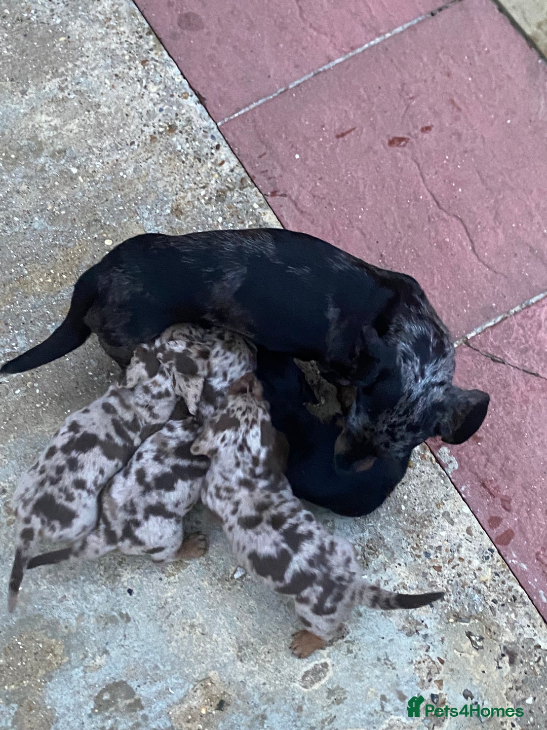 Miniature Dachshund dogs for sale: Miniature Dachshund 🌟4 BOYS🌟 - Image 1