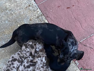 Miniature Dachshund dogs - Advert 31