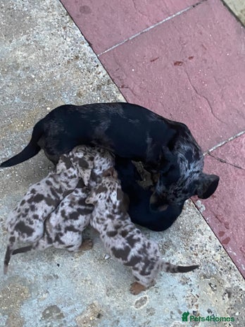 Miniature Dachshund dogs - Advert 4