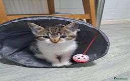 Domestic Shorthair cats for sale: Kittens for sale  - Image 5
