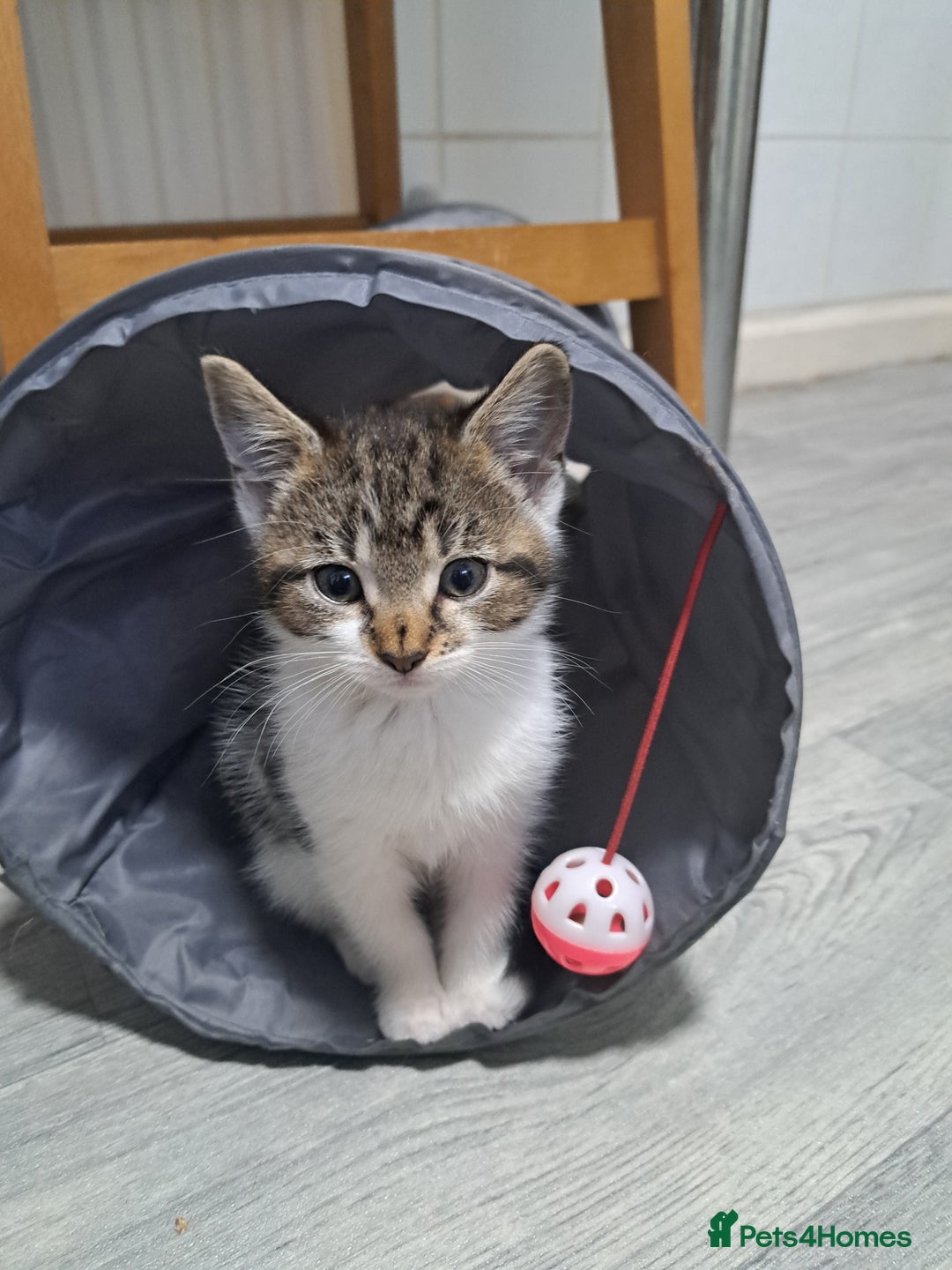 Domestic Shorthair cats for sale: Kittens for sale  - Image 5