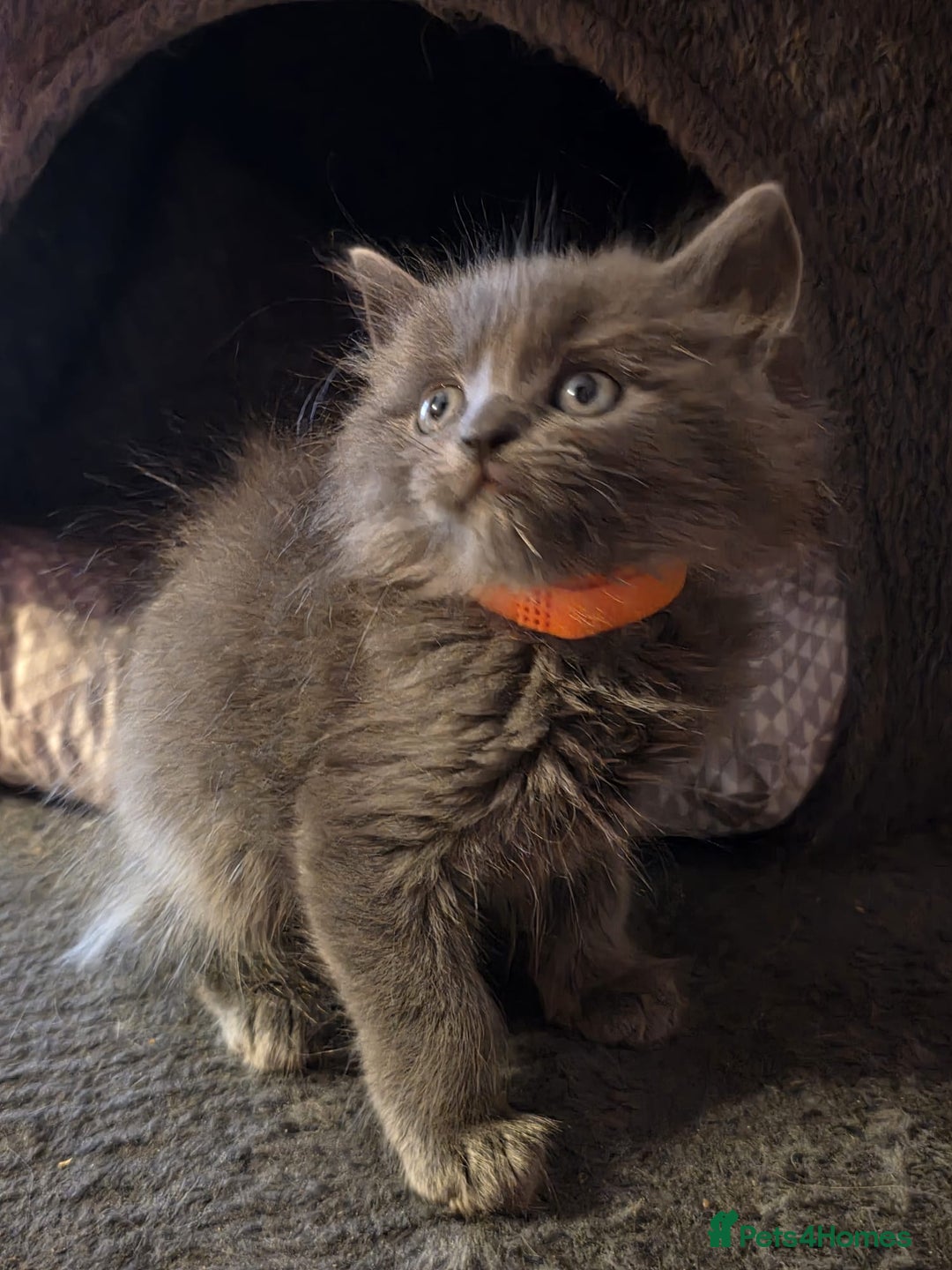 Russian Blue cats for sale: Russian Blue x - Image 6
