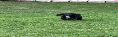 Sprocker 2
