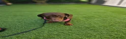 Miniature Dachshund dogs for sale: Rosie, KC-registered Dachshund  - Advert 10