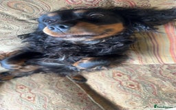 Cockalier dogs for sale: Gorgeous chunky Cockalier pupuchinos - Image 31