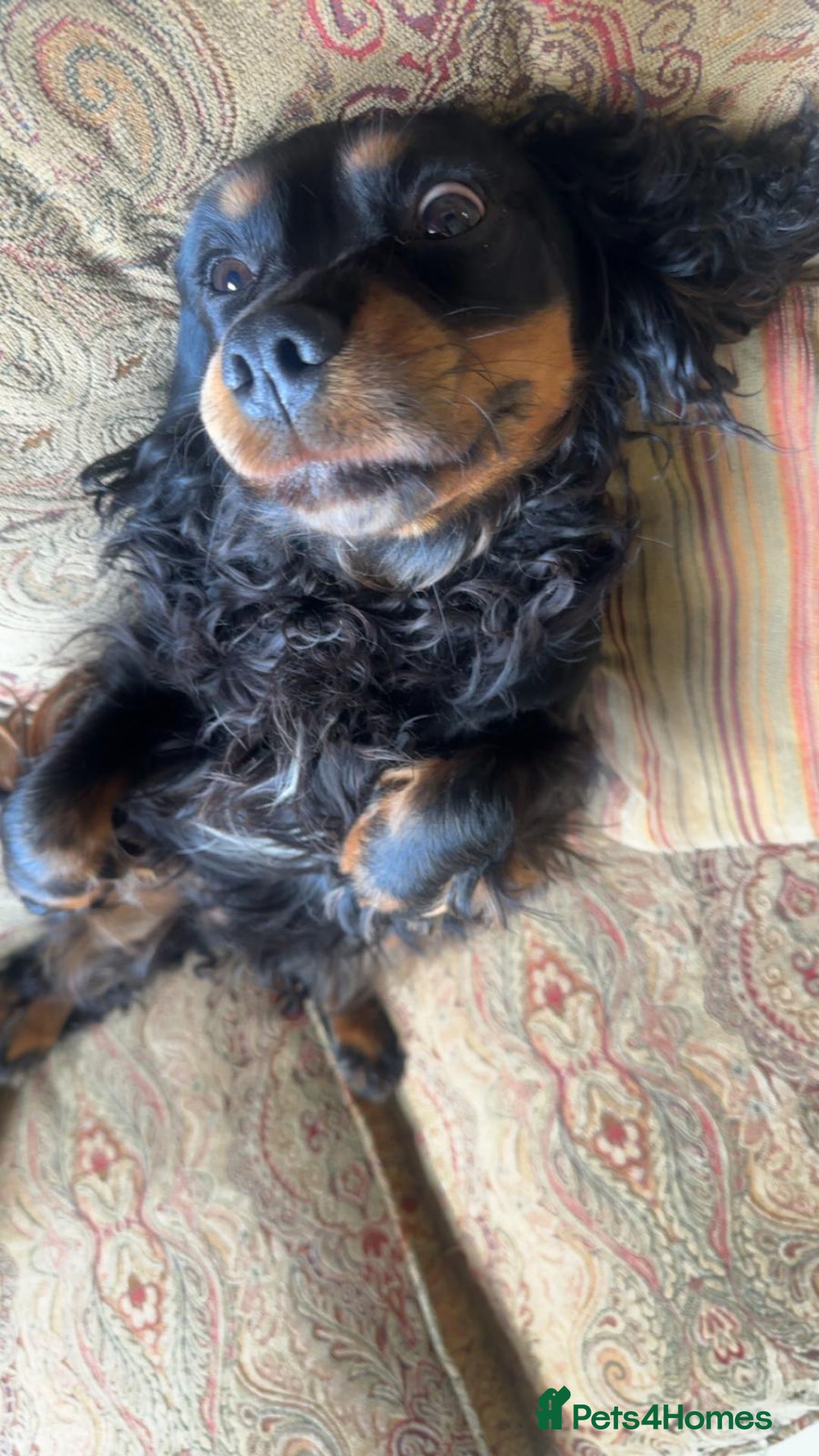 Cockalier dogs for sale: Gorgeous chunky Cockalier pupuchinos - Image 31