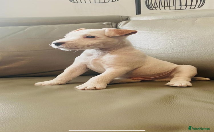 Parson Russell dogs - Advert 1