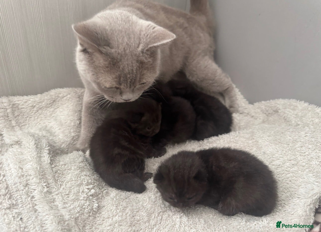 British Shorthair cats Black british shorthair kitten - Advert 2