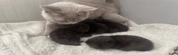 British Shorthair cats for sale: Black british shorthair kitten - Advert 7
