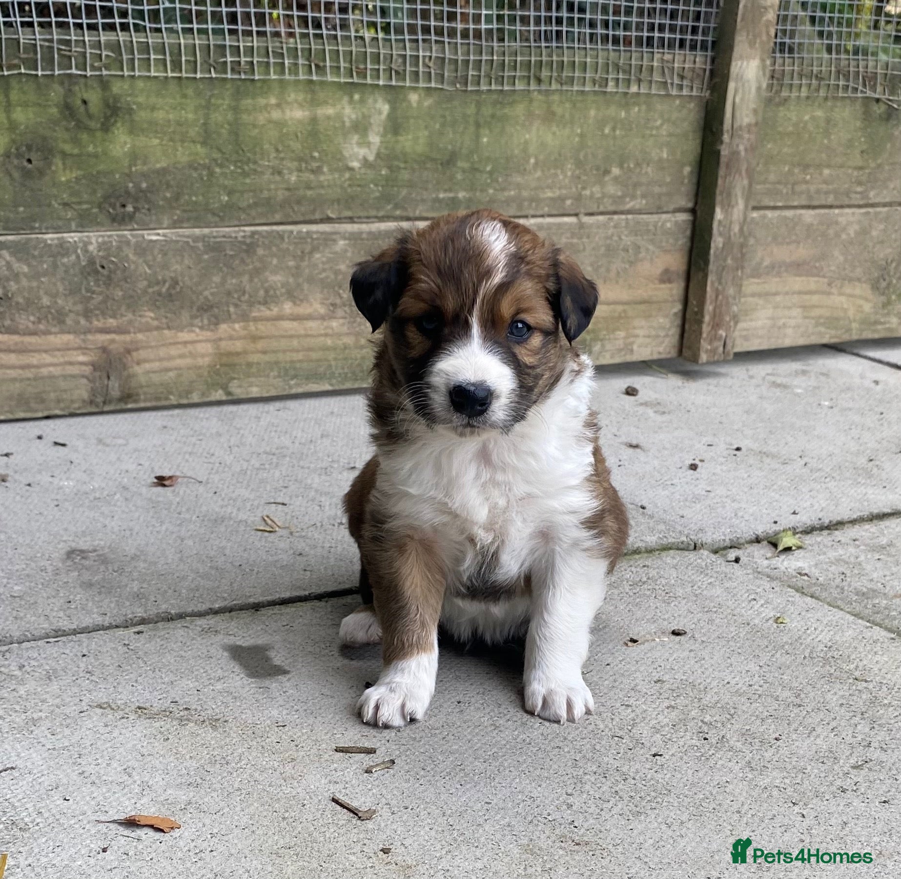 Border Collie dogs Striking Welsh Red & White Border Collies - Advert 2