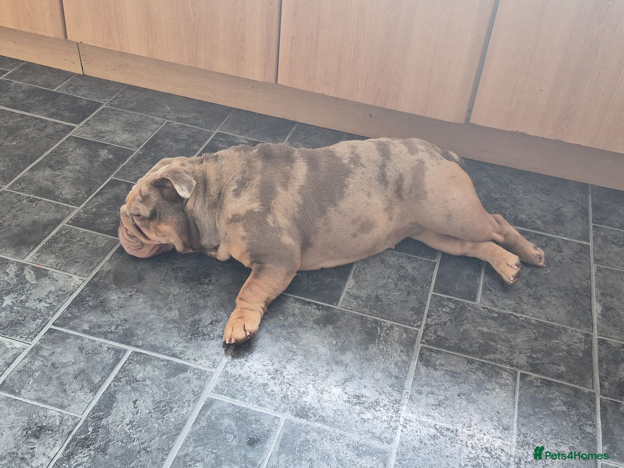English Bulldog dogs 2 year old Female - Advert 2