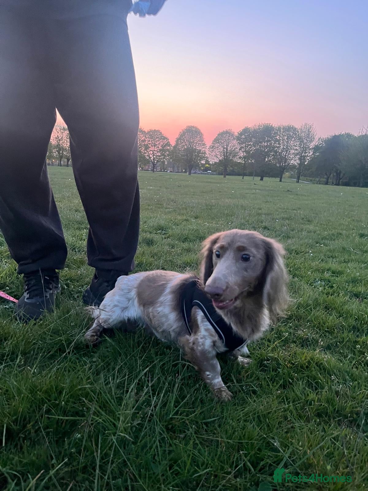 Miniature Dachshund dogs PROVEN STUD!! KC LongHaired Miniature Dachshund - Advert 1