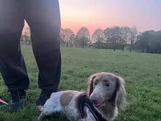 Miniature Dachshund dogs PROVEN STUD!! KC LongHaired Miniature Dachshund - Advert 19