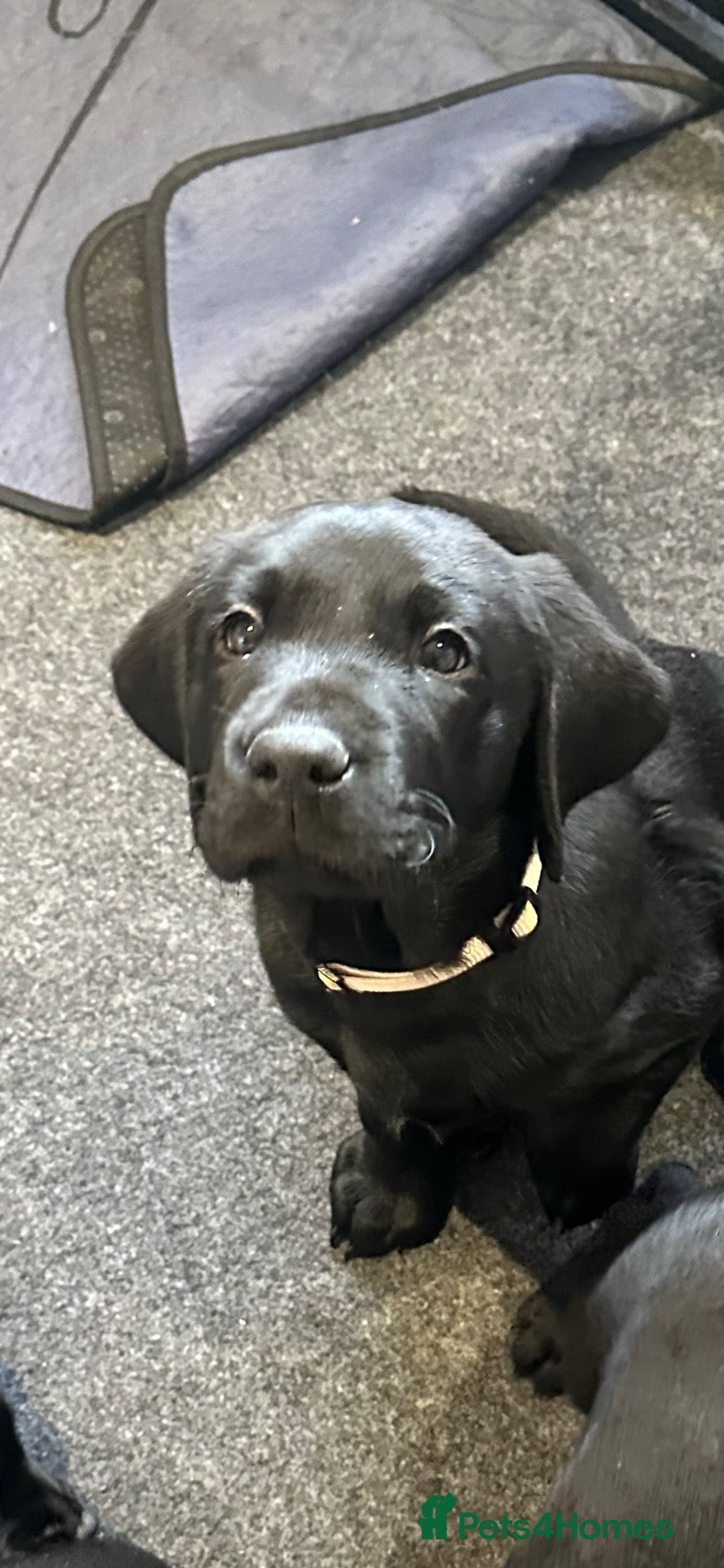 Labrador Retriever dogs Chunky Working Labrador Puppies  - Advert 1