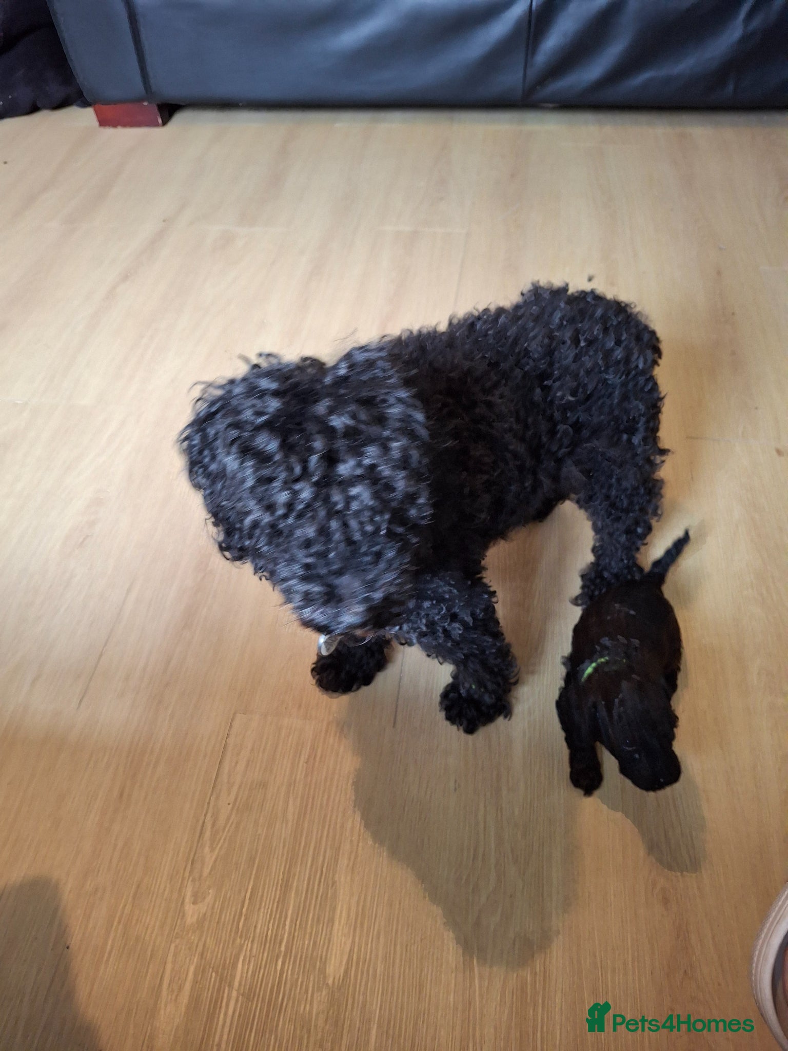 Toy Poodle dogs Toy poodle - Advert 1