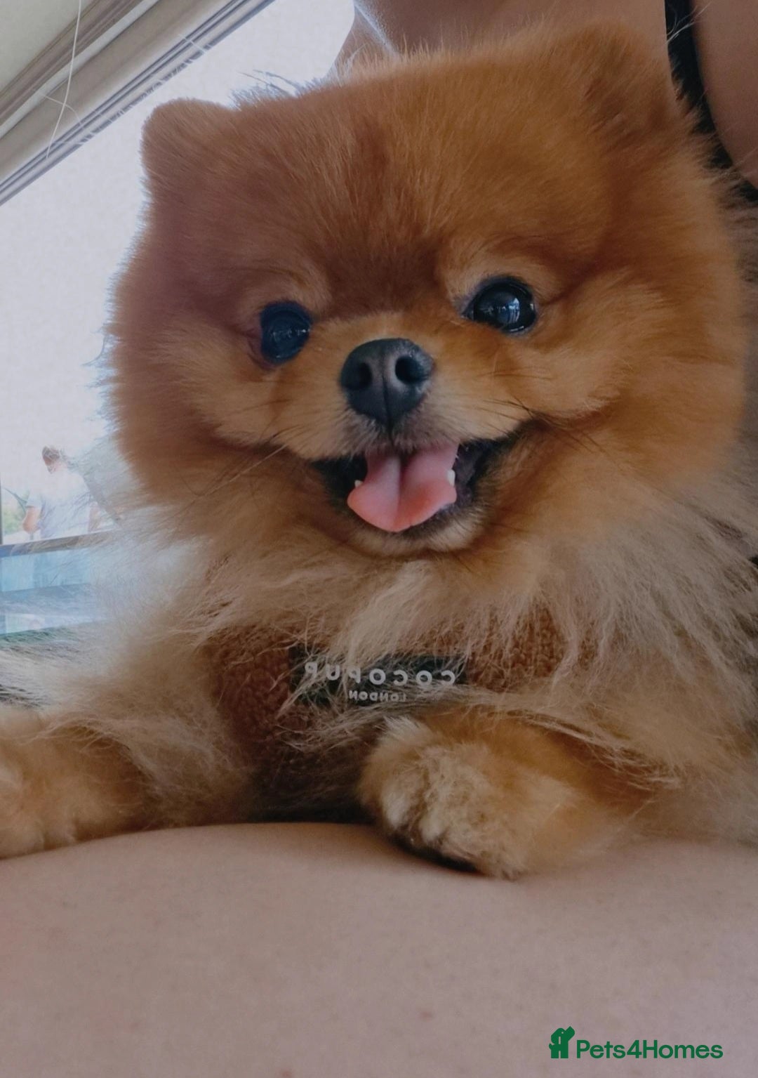 Pomeranian dogs 2 kg teddy bear boy looking for home🏡 - Advert 4
