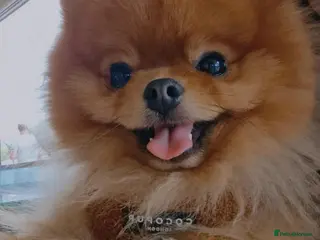 Pomeranian dogs 2 kg teddy bear boy looking for home🏡 - Advert 4