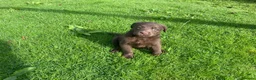 Borador dogs for sale: Lab x collie puppies  in Millom - Advert 4
