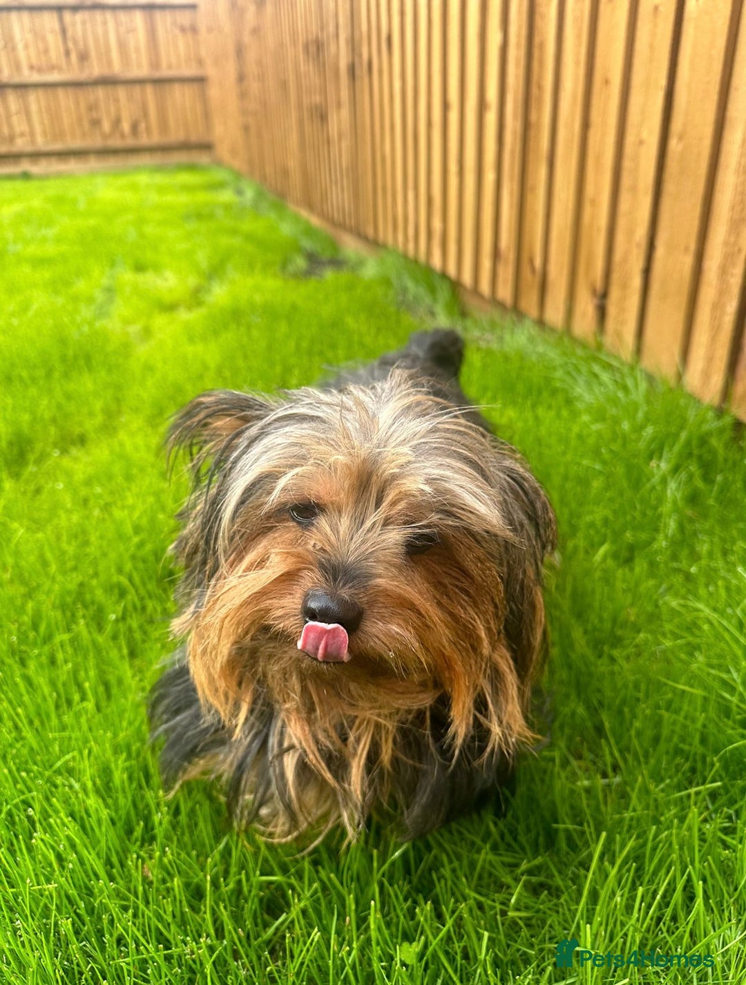 Yorkshire Terrier dogs for adoption: 💙🐶 BAILEY 🐶💙 - Image 10
